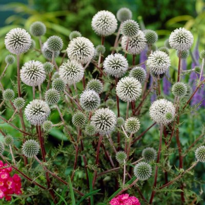 Echinops sphaerocephalus Arctic Glow, Vit Bolltistel, C11cm