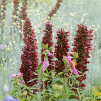 Pontechium maculatum (Echium russicum), Röd Snokört, C11cm