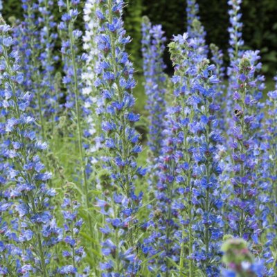 Echium vulgare, Blåeld