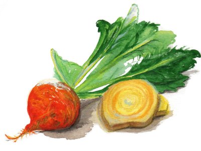 Rödbeta Detroit Golden