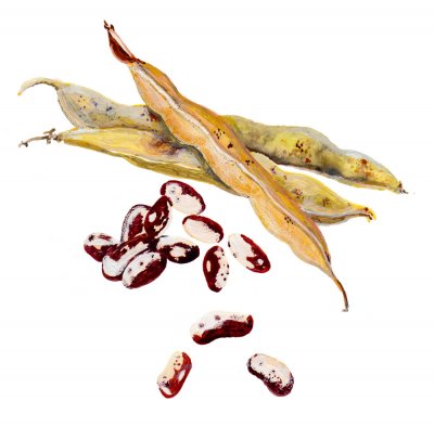 Störböna Neabel´s Ukranian