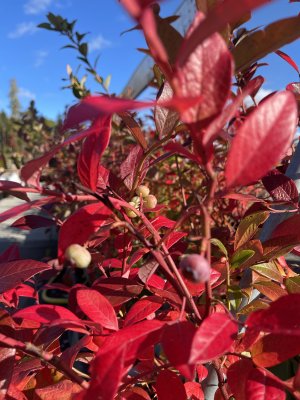 Vaccinium corymbosum Lowberry ® Little Blue Wonder, Amerikansk Blåbär/Krukblåbär