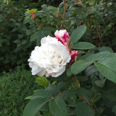 rugosa Louise Bugnet, Kanadensisk Buskros, barrot 1st