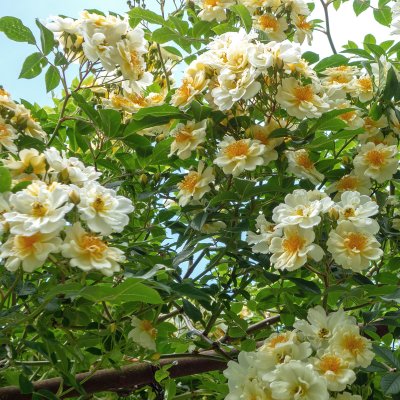 helenae Hybrida, Honungsros/Klätterros, barrot 1st