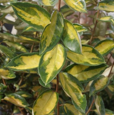 Elaeagnus x submacrophylla Limelight, Höstsilverbuske