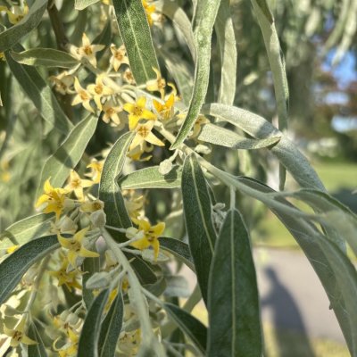 Elaeagnus angustifolia