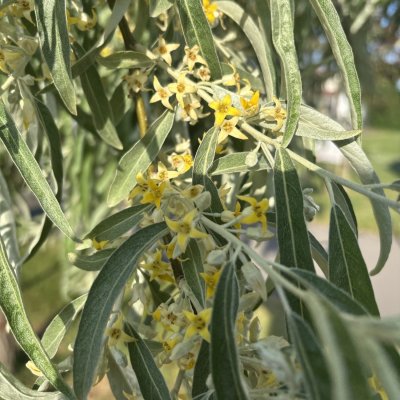 Elaeagnus angustifolia