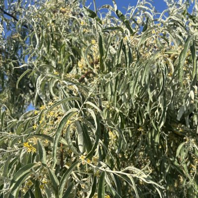 Elaeagnus angustifolia