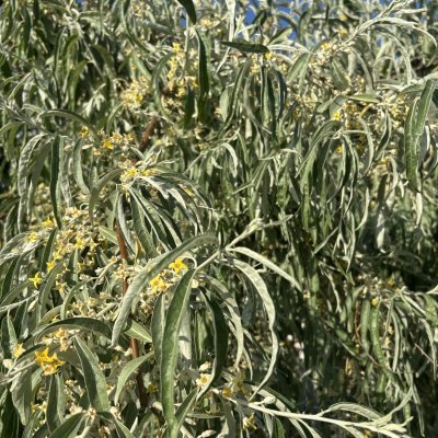 Elaeagnus angustifolia