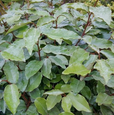 Elaeagnus ebbingei, Höstsilverbuske