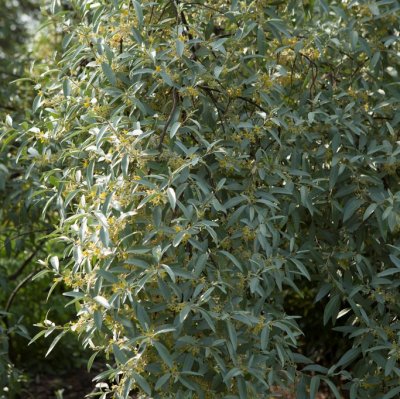 Elaeagnus Quicksilver, Silverbuske