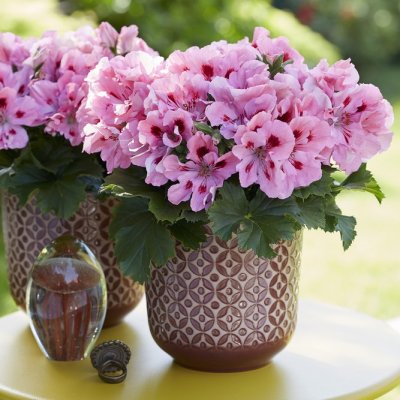 Pelargonium grandiflorum Elegance Fenna ®