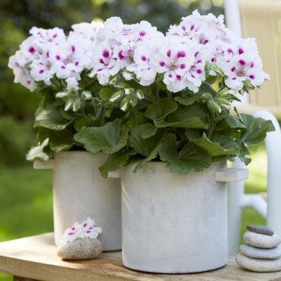Pelargonium grandiflorum Elegance Royalty White ®