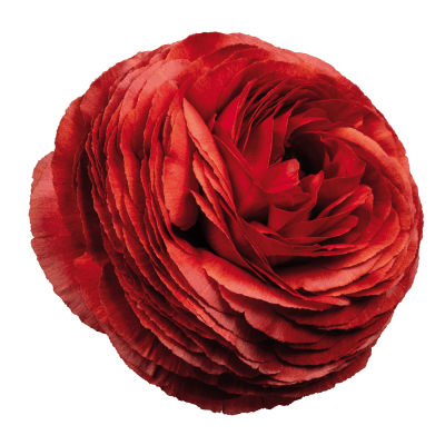Italiensk Ranunkel Elegance ® Cioccolato 10st