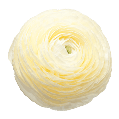 Italiensk Ranunkel Elegance ® Crema 10st