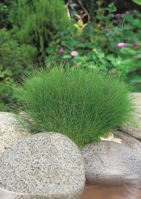 Eleocharis acicularis, Nålgräs, P9cm