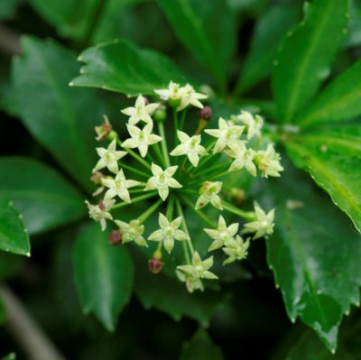 Eleutherococcus sieboldianus, Japansk Stickaralia, 40-50 C3