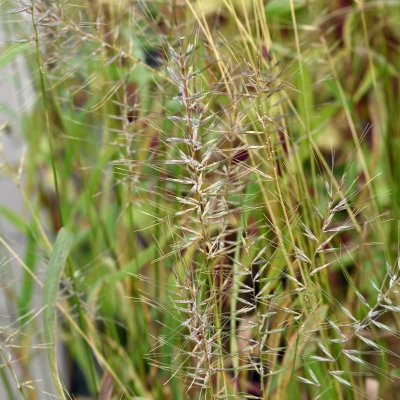Elymus hystrix (Hystrix patula), Flaskborstgräs, SQ1
