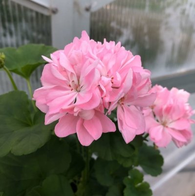 Dvärgpelargon Emma Hössler, kruka