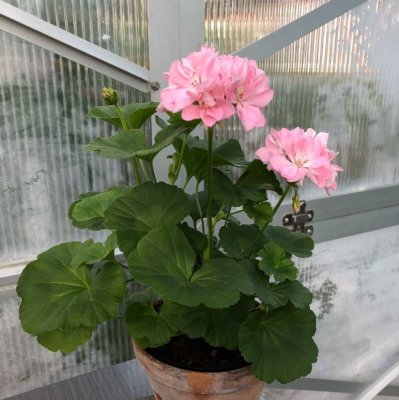 Dvärgpelargon Emma Hössler, kruka