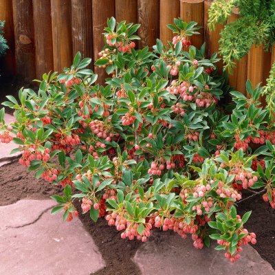 Enkianthus campanulatus Red Bells, Klockbuske, 40-50 C3