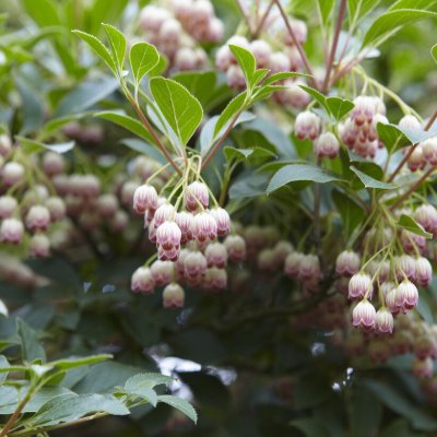 Enkianthus campanulatus Pagode