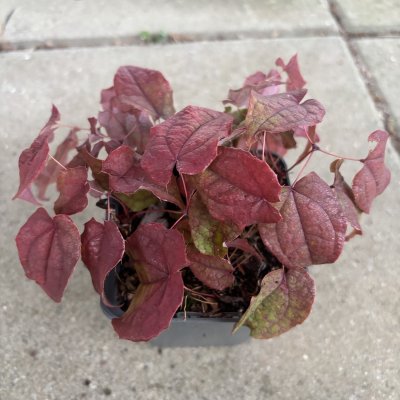Epimedium brachyrrhizum