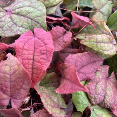 Epimedium brachyrrhizum