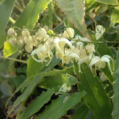 Epimedium x versicolor Double Cream