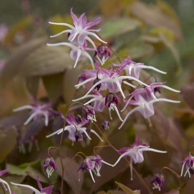 Epimedium grandiflorum Dark Beauty, Japansk Sockblomma