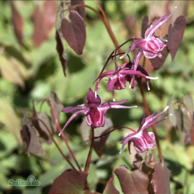 Epimedium grandiflorum Lilafee, Japansk Sockblomma, P9cm