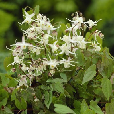 Epimedium grandiflorum White Queen, Japansk Sockblomma