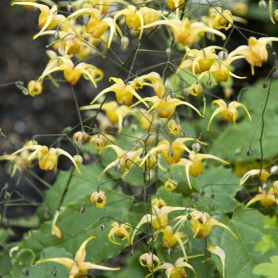Epimedium hybr. Amber Queen, Sockblomma