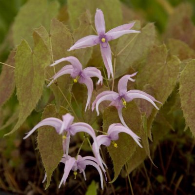 Epimedium leptorrhizum