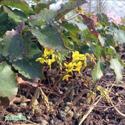 Epimedium perralchicum Frohnleiten, Algerisk Sockblomma, C11cm