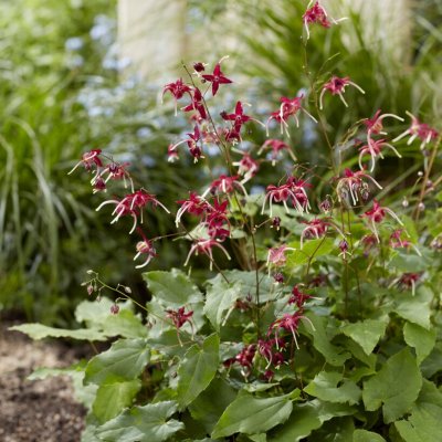 Epimedium Red Maximum