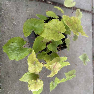 Epimedium stellulatum Long Leaf Form