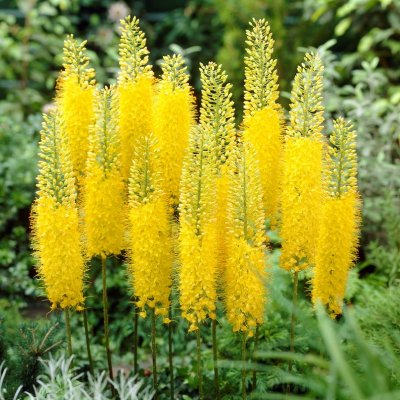 Eremurus stenophyllus, Gul Stäpplilja, SQ1