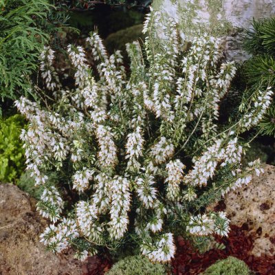 Erica carnea Vit, Vårljung, P12cm