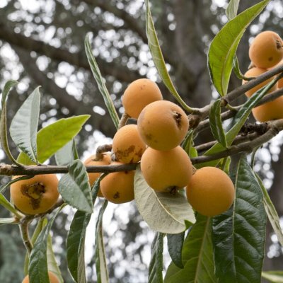 Eriobotrya japonica, Japansk Mispel