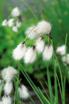 Eriophorum angustifolium, Ängsull, P9cm