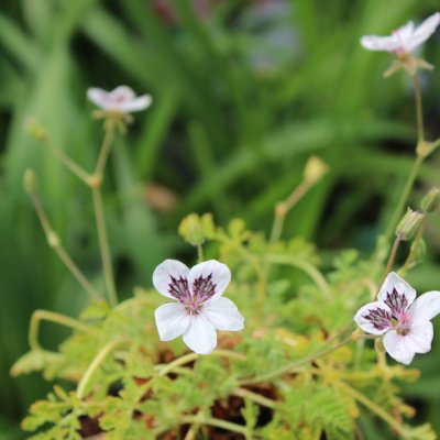 Erodium cheilanthifolium (guttatum), Bräkennäva, P9cm