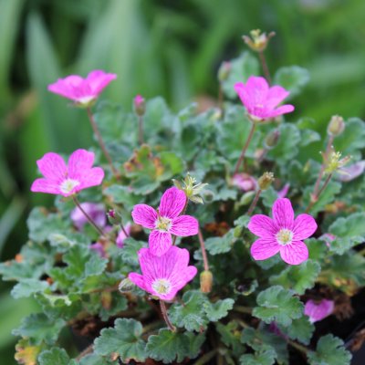 Erodium x variabile Bishop´s Form, Pysslingnäva, P9cm