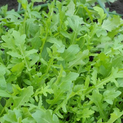 Eruca Sativa Ruccola, Senapskål