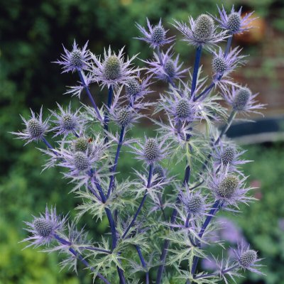 Eryngium bourgatii, Spansk Martorn