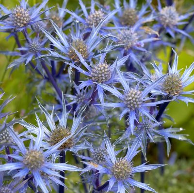 Eryngium bourgatii Pen Blue, Spansk Martorn, P9cm