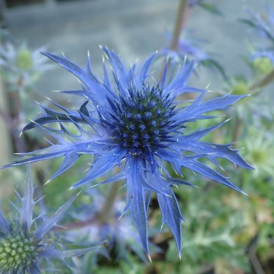 Eryngium Lapis Blue, Martorn, P11cm