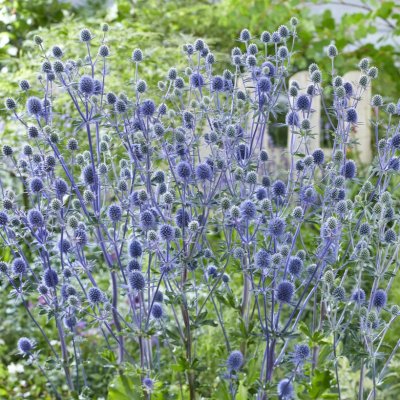 Eryngium planum, Rysk Martorn