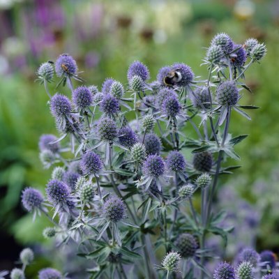 Eryngium planum Blauer Zwerg, Rysk Martorn