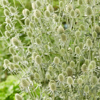 Eryngium planum Magical Silver ® (Kolmagsil), Rysk Martorn, P9cm
